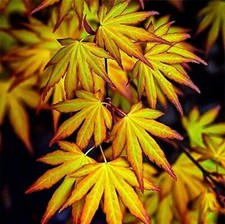 Acer Palmatum 'Katsura' -