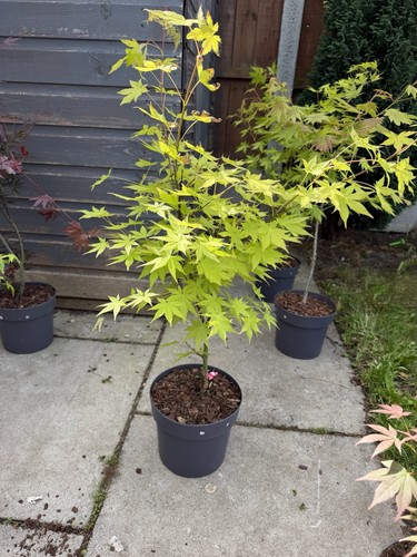 Japanese acer maple tree - japanese,