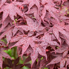 Acer Hime-Shojo Dwarf Japanese