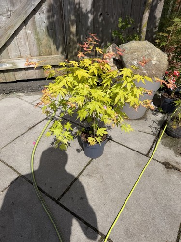 Japanese acer maple tree - acer,