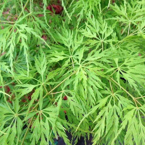 Acer emerald lace japanese - 'emerald, lace'