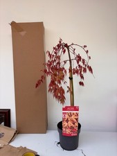 Acer Cascade Ruby weeping acer