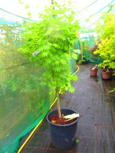 5ft inc pot 25litre - 25litre, large