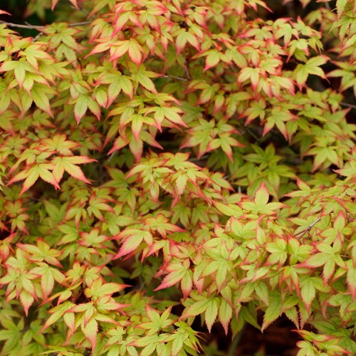 Acer palmatum japanese maple - acer,