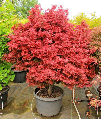 Acer palmatum shaina - palmatum,