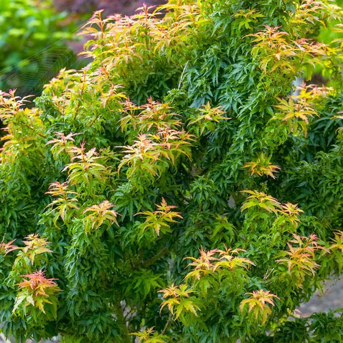Acer palmatum koto - acer,