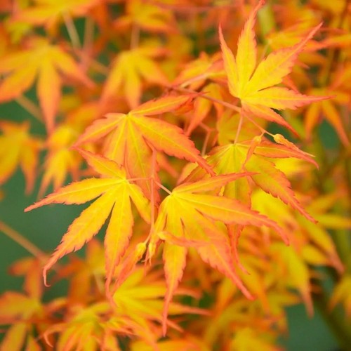 Acer palmatum orange dream - acer,