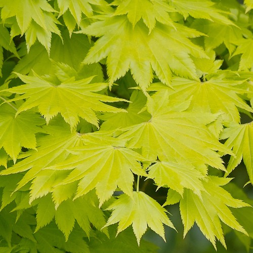 Acer shirasawanum aureum - shirasawanum, 'aureum'