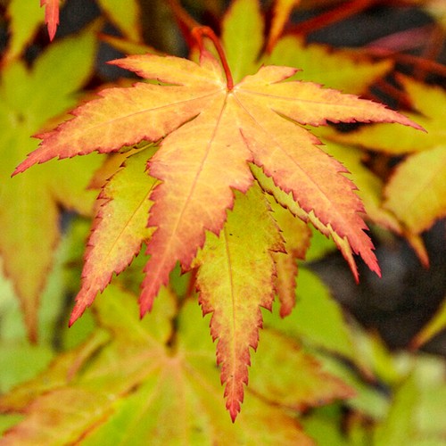 Acer palmatum summer - palmatum,