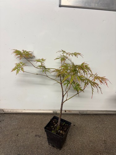 Japanese maple acer palmatum - maple,