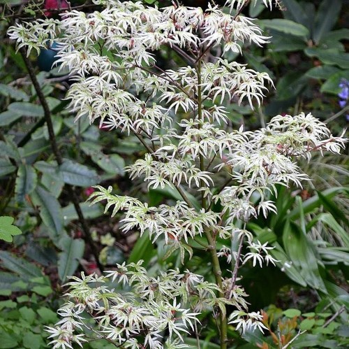 Acer palmatum ukigumo - ukigumo, japanese