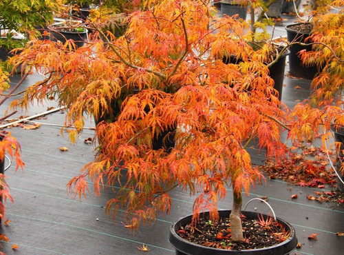 Acer tree orange lace - acer,