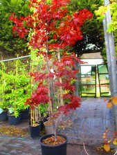 7ft inc. pot 25litre LARGE