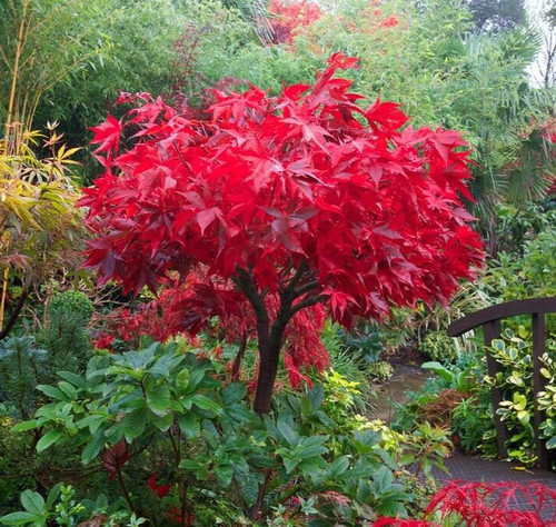 Acer tree osakazuki - osakazuki, japanese
