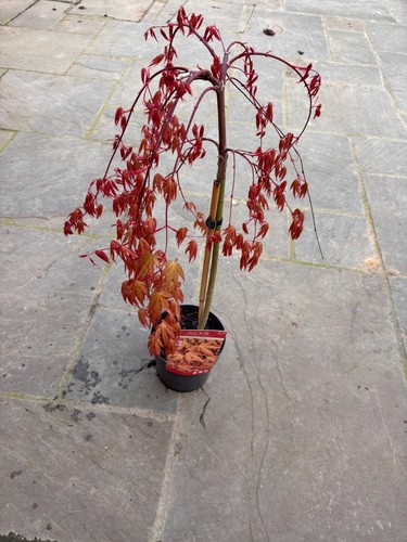 Acer cascade ruby - cascade,