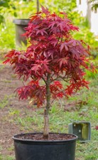 Acer Tree Japanese Maple Red