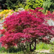 T&M Acer Palmatum