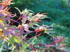Acer palmatum Butterfly