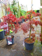 3ft (inc. pot) 7litre