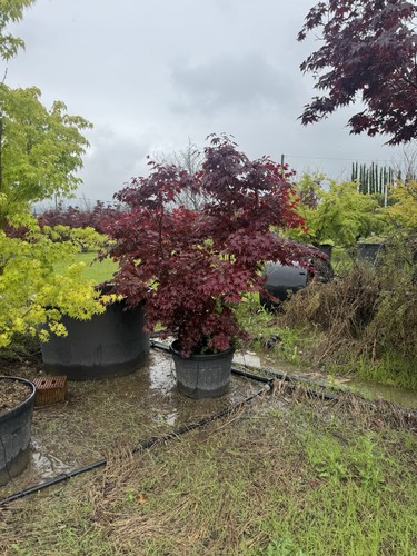Japanese maple acer - maple, tree