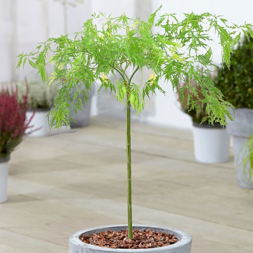 Acer dissectum tree japanese - tree, |