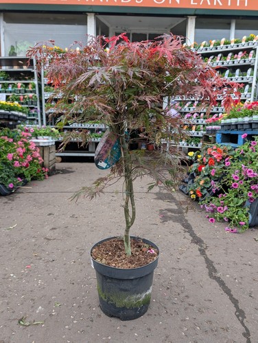 Acer palmatum hardy japanese - acer,