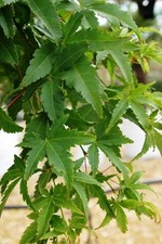 2 Litre Acer Palmatum Japanese