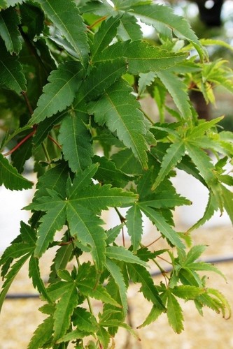Litre acer palmatum japanese - palmatum,