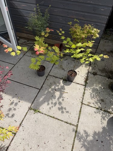 Moonrise japanese acer - moonrise,