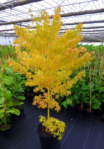 Acer palmatum hoo japanese - acer,