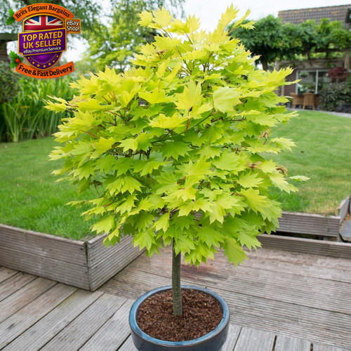 Japanese maple tree - tree,, acer