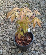 ACER PALMATUM JAPANESE MAPLE