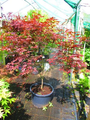 5ft inc pot - 40litre, large