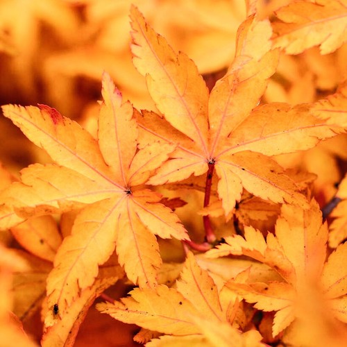 Acer palmatum shishigashira - palmatum,