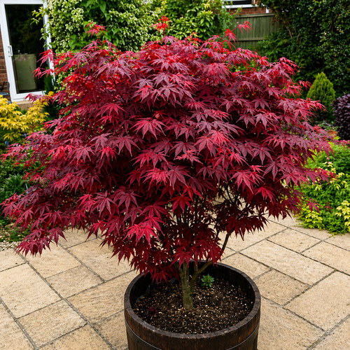 Acer atropurpureum - 1, 'atropurpureum'