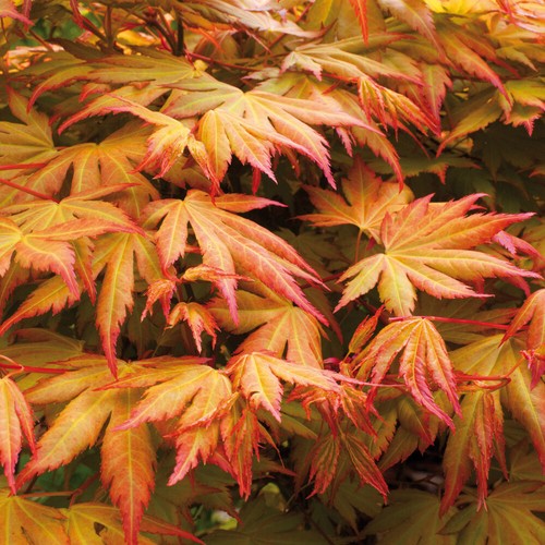 Ornamental tree acer orange - ornamental,