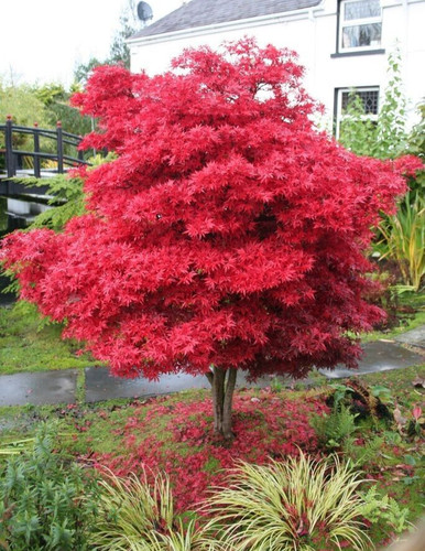 Acer tree skeeters broom - skeeters,