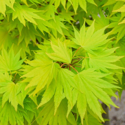 Acer shirasawanum jordan - acer, |