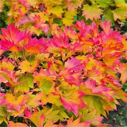 Acer shirasawanum moonrise - acer,