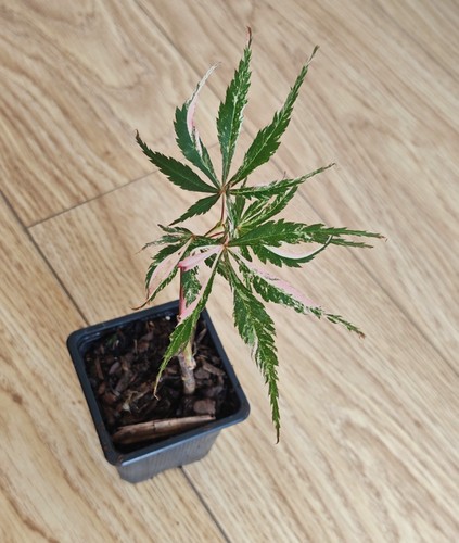 Acer palmatum lileeane - palmatum, lileeane’s