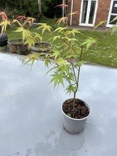 Acer palmatum 'Phoenix' |