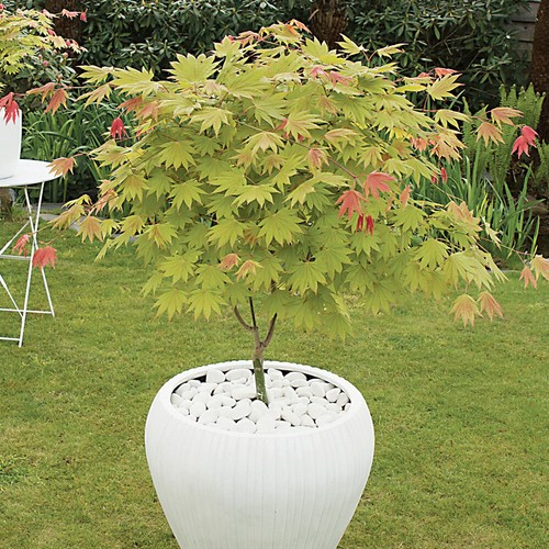 Japanese acer moonrise - japanese,