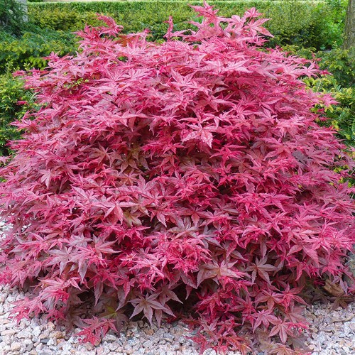 Acer palmatum beni maiko - acer, |