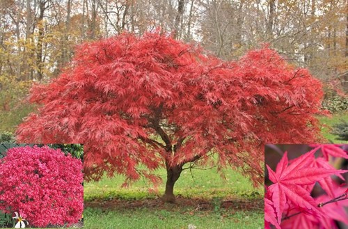 Japanese maple acer tree plant - japanese,