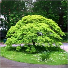 Acer Palmatum 'Emerald Lace'