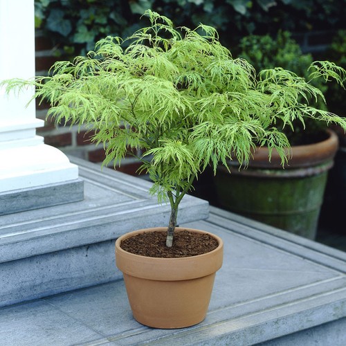 Japanese acer dissectum - japanese,