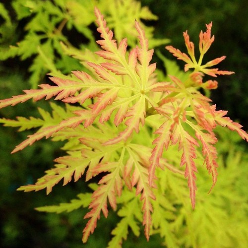 Acer palmatum seiryu - acer, 'seiryu'