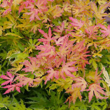 Acer Metamorphosa Japanese