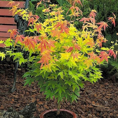 Acer orange dream plant - acer,