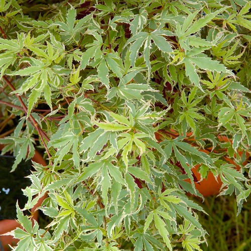 Acer palmatum butterfly - palmatum,